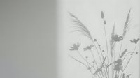 Delicate dried grass and wildflower silhouettes casting soft shadows on white wall creating minimalist botanical home decor atmosphere.