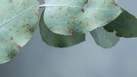 Eucalyptus leaves with natural rust spots and disease markings showing botanical imperfections and organic texture patterns on neutral background.