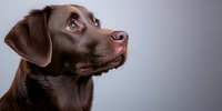 Chocolate Labrador Retriever dog profile portrait on gray background looking up with attentive expression and shiny coat in studio lighting.