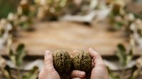 Farmer holding soil sample in hands with crop field in blurred background, agricultural testing and land quality assessment for farming and gardening projects.