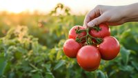 Hand holding fresh ripe red tomatoes on vine in organic garden during golden hour sunset for healthy eating and farm-to-table cooking concepts.