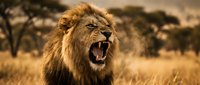 Male lion with full mane roaring in savanna grassland during golden hour. Wildlife photography capturing aggressive behavior and raw power of African predator in natural habitat.