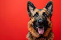 Portrait of alert German Shepherd dog with tongue out against vibrant red background, displaying loyal and friendly expression. Professional studio lighting.