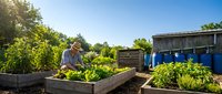 Young Caucasian man gardening in raised wooden beds with fresh vegetables and herbs in sunny backyard with blue sky and residential buildings.