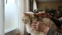 Senior woman gently brushing orange tabby cat by window, pet grooming and care at home, elderly hands showing love and affection to fluffy feline companion.