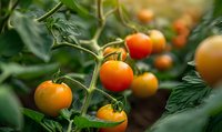 Fresh orange cherry tomatoes growing on vine with green leaves in organic garden, natural sunlight illuminates ripe vegetables ready for harvest.