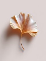 Dried ginkgo leaf in soft beige and white tones on pale pink background, creating gentle shadows and elegant natural composition for wellness and spa designs.