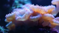 Luminous coral polyps in soft peach and blue hues against dark background, showing delicate tentacles and natural marine growth patterns. Macro underwater photography.
