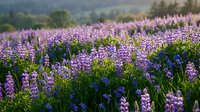 Purple lupine wildflowers blooming in meadow field during golden hour sunset with soft bokeh background for nature photography and botanical designs.