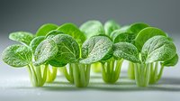 Fresh green microgreens with delicate leaves and slender stems against neutral background, showcasing vibrant color and intricate vein patterns for healthy eating concepts.