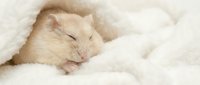 Adorable newborn kitten sleeping peacefully in soft white blanket. Tiny feline baby with closed eyes resting comfortably in cozy bedding for pet care concepts.
