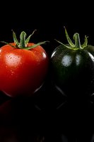 Fresh red and black tomatoes with water drops on dark reflective surface, dramatic lighting highlights natural produce freshness and contrast.