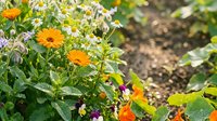 Bright yellow and orange gerbera daisies bloom among colorful nasturtiums in a sunny garden bed with green foliage and soil, perfect for gardening and nature projects.