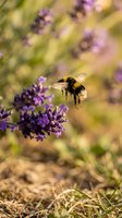 Bumblebee collecting nectar from purple lavender flowers in sunny garden with soft bokeh background for nature and pollination concepts.