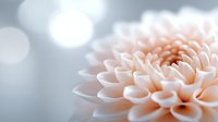 Delicate peach dahlia flower petals in soft focus against blurred gray background, creating dreamy romantic mood for wedding and celebration designs.