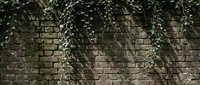 Old brick wall covered with green ivy vines creating natural texture pattern for rustic architectural backgrounds and vintage design projects.