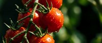 Fresh ripe red tomatoes with water droplets hanging on green vine branch in garden, organic homegrown vegetables ready for harvest in natural sunlight.