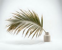 Dried palm leaf in ceramic vase casting shadow on white background. Minimalist tropical decor element for modern interior design and botanical styling.
