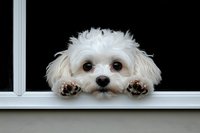 Adorable white fluffy small dog peeking over windowsill with paws visible, cute pet portrait on black background for pet care and animal lover designs.