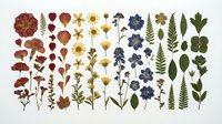 Pressed dried flowers and leaves collection on white background, botanical specimens for herbarium, scrapbooking and craft projects.