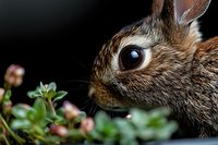 Close-up side view of wild rabbit face with large eye and whiskers near pink flowering plants against dark background, showing detailed fur texture and expression.