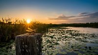 Tranquil lake sunset with wooden dock, lily pads and marsh grass creating peaceful wetland scenery for nature and outdoor recreation themes.