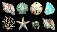 Coastal seashells and sea creatures collection isolated on transparent background, ready for t-shirt designs, clipart, stickers, sublimation and print-on-demand projects.