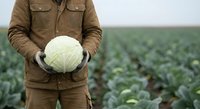 Farmer holding fresh cabbage in agricultural field with rows of green vegetables growing in background for healthy organic farming concept.