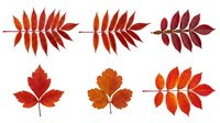 Autumn leaves collection with vibrant red orange foliage isolated on white background for seasonal design projects and fall decorations.