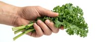 Hand holding fresh green kale leaves bunch isolated on white background for healthy cooking and nutrition concepts.