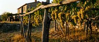 Grapevines with golden leaves hang from wooden trellises in a rustic vineyard during autumn harvest season, with a traditional stone building visible in the background.