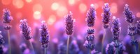Purple lavender flowers in soft focus with dreamy pink bokeh lights background creating romantic atmosphere for spa wellness aromatherapy and relaxation concepts.