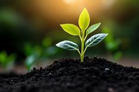 Young green plant seedling growing in fertile soil with warm sunlight. Natural growth symbolizes new beginnings, hope, and environmental sustainability.