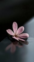 Delicate pink flower with water droplets resting on dark wet surface with soft reflection, creating peaceful spa-like atmosphere for wellness and meditation concepts.