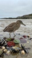 Juvenile night heron wading through colorful tide pools filled with sea anemones, shells and marine life on coastal beach during low tide exploration.