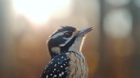 Close-up portrait of hairy woodpecker with spotted black and white feathers against soft blurred natural background in morning light, side view of wild bird.