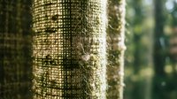 Tree trunk covered with moss and lichen in forest environment, showcasing natural texture and woodland ecosystem details for nature and botanical projects.