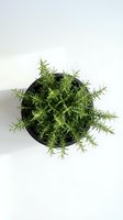 Fresh rosemary herb plant in black pot isolated on white background for culinary cooking and kitchen garden design projects.