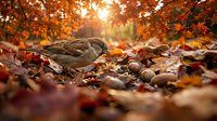 Small sparrow bird foraging among colorful autumn leaves on ground with warm sunlight filtering through orange foliage creating peaceful fall nature scene.