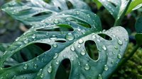 Fresh monstera deliciosa leaves with morning dew drops creating natural water patterns on split leaf philodendron foliage in tropical garden setting.