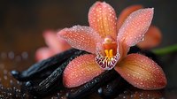 Peach colored orchid flower with water drops on petals against dark stones. Macro photography shows delicate details and morning dew creating spa atmosphere.