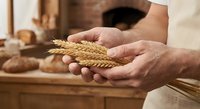 Baker hands holding fresh wheat ears in traditional bakery with artisan bread loaves on wooden table background for organic baking and flour production.