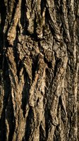 Weathered tree bark texture with deep cracks and ridges in warm brown and tan tones, showing natural aging patterns and rough surface details for background and design use.