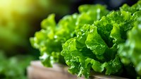 Fresh green curly lettuce leaves close up with selective focus and natural light, organic healthy vegetable macro photography for food and cooking concepts.