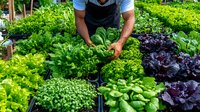 Male farmer harvesting fresh organic lettuce varieties in sustainable greenhouse garden, showing diverse leafy greens from purple to bright green in organized rows.