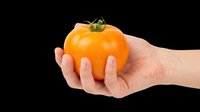 Fresh orange tomato held in hand, isolated on transparent background. Ready for clipart, t-shirt design, print-on-demand products, stickers, and sublimation projects.