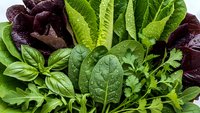 Fresh mixed salad greens including dark red lettuce, spinach, arugula and herbs arranged together for healthy eating and cooking preparation.
