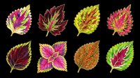 Colorful coleus leaves set isolated on transparent background, ready for stickers, t-shirt design, print on demand, clipart, and sublimation projects.