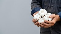 Male farmer with weathered hands holding raw cotton bolls, wearing denim work shirt. Agricultural harvest and natural fiber production concept.
