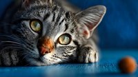 Adorable tabby cat with golden eyes lying down on blue surface, domestic pet portrait with orange toy ball in background for animal lovers and veterinary use.